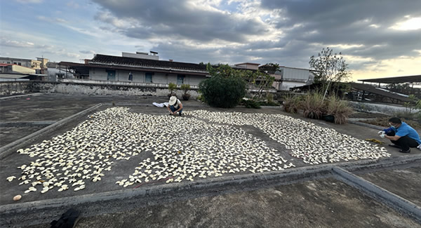 廣有樓頂曬場(chǎng)的歲月修行——傳藝曬陳皮|廣有五金&東莞合頁?